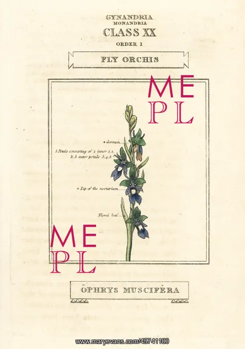 : Fly orchid, Ophrys insectifera : Fly orchid, Ophrys insectifera