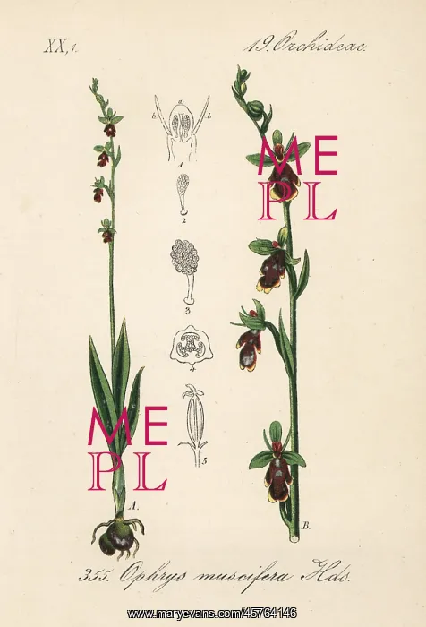  : Fly orchid, Ophrys insectifera