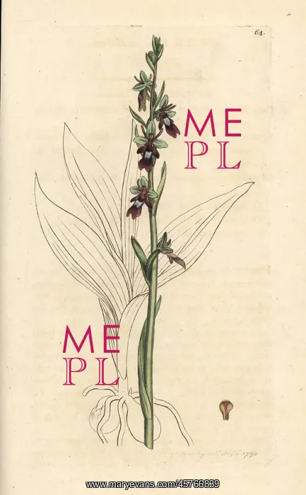: Fly orchid, Ophrys insectifera : Fly orchid, Ophrys insectifera