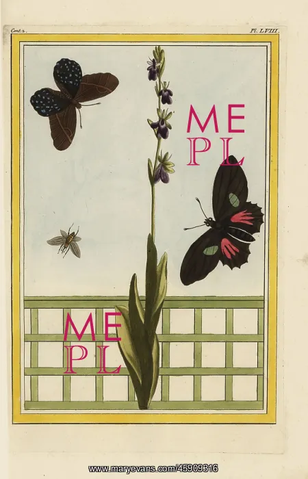 : Fly orchid, Ophrys insectifera : Fly orchid, Ophrys insectifera