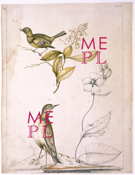 : Flycatcher, elliottia, purple malve and pipit : Flycatcher, elliottia, purple malve and pipit