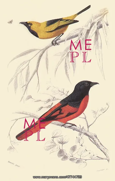  : Two Flycatchers
