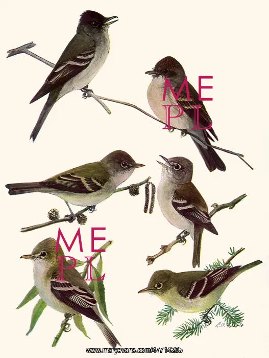 : Flycatchers, Wood Pewee : Flycatchers, Wood Pewee