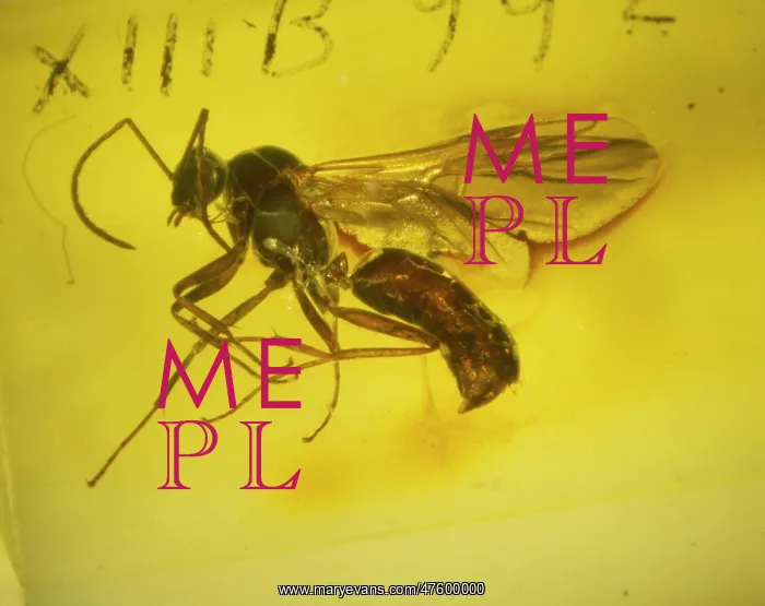 : Flying ant amber : Flying ant amber