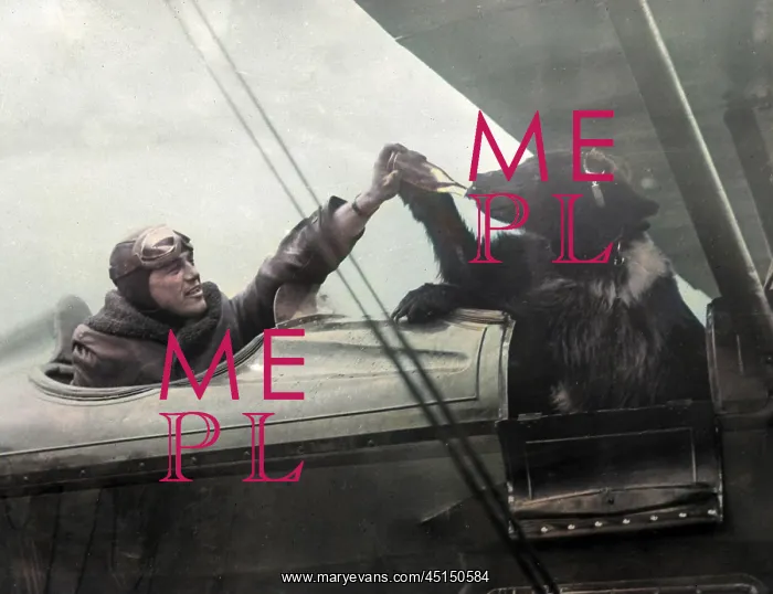 : A Flying Bear : A Flying Bear