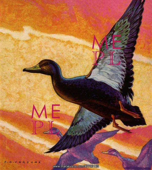  : Flying Birds