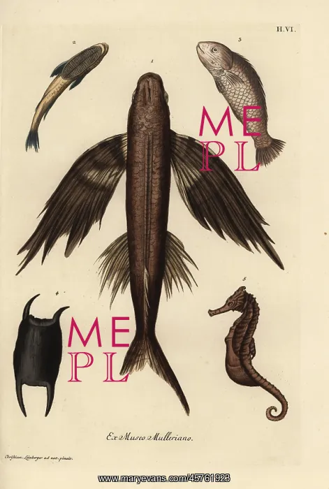 : Flying fish 1, suckerfish 2, barramundi 3 : Flying fish 1, suckerfish 2, barramundi 3