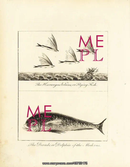 : Flying fish and dolphin : Flying fish and dolphin