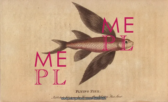 : Flying fish, Exocoetus volitans : Flying fish, Exocoetus volitans