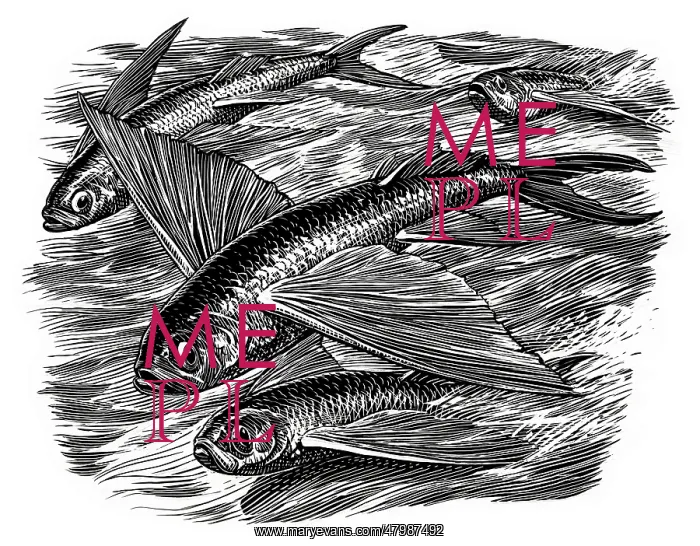 : Flying fish from The Old Man and the Sea : Flying fish from The Old Man and the Sea