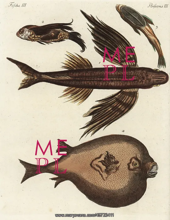 : Flying fish, suckerfish and boxfish : Flying fish, suckerfish and boxfish