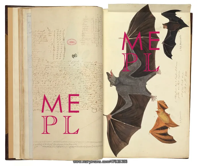 : Flying fox and myotis species : Flying fox and myotis species