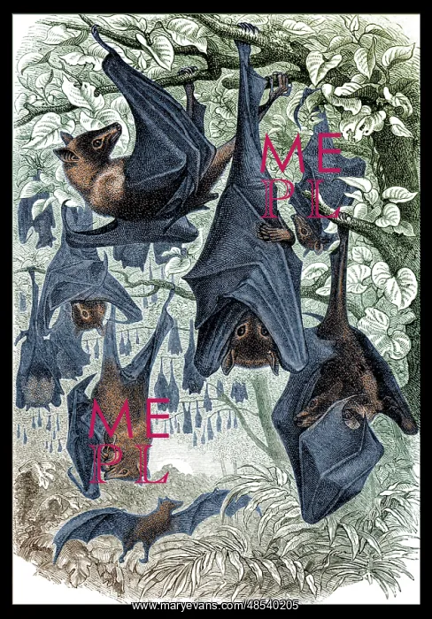 : Flying Foxes, Illustration : Flying Foxes, Illustration
