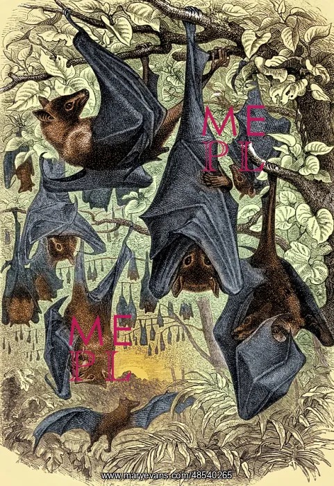 : Flying Foxes, Illustration : Flying Foxes, Illustration