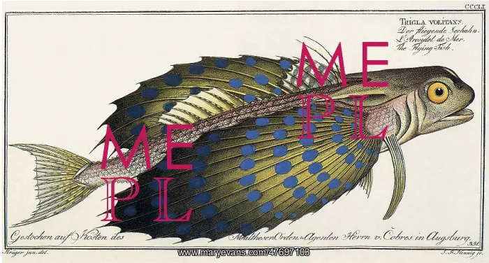 : Flying Gurnard