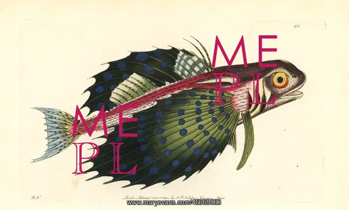 : Flying gurnard, Dactylopterus volitans : Flying gurnard, Dactylopterus volitans