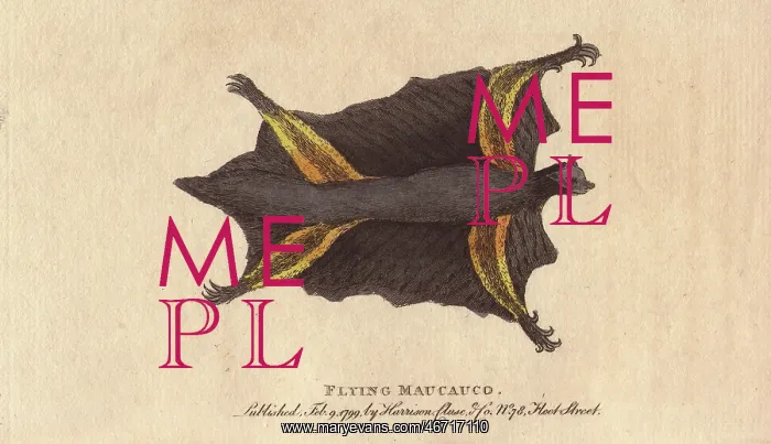 : Flying maucauco or Philippine flying lemur : Flying maucauco or Philippine flying lemur