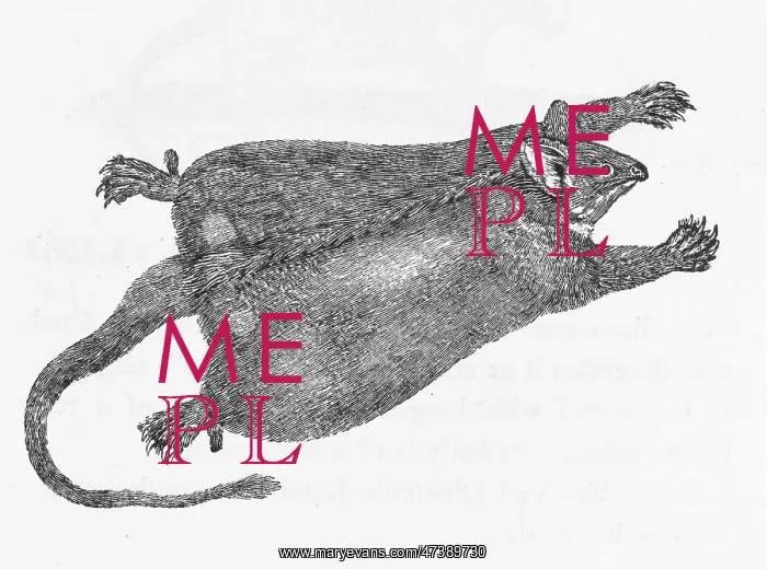 : FLYING OPOSSUM (BEWICK) : FLYING OPOSSUM (BEWICK)