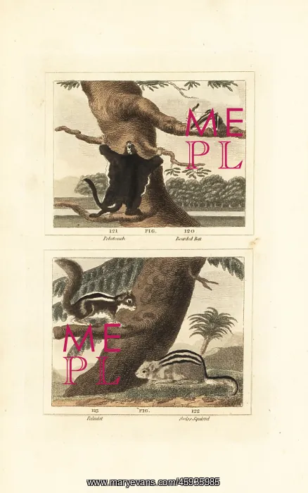 : Flying squirrel, hairy long-eared bat, palm squirrel : Flying squirrel, hairy long-eared bat, palm squirrel