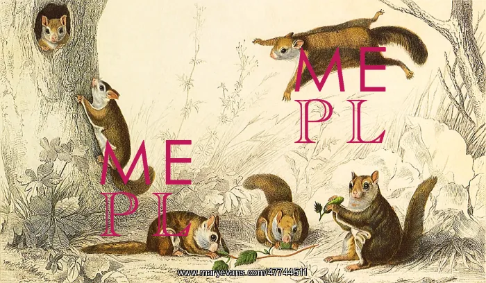 : Flying Squirrel (Sciuropterus americanus) : Flying Squirrel (Sciuropterus americanus)