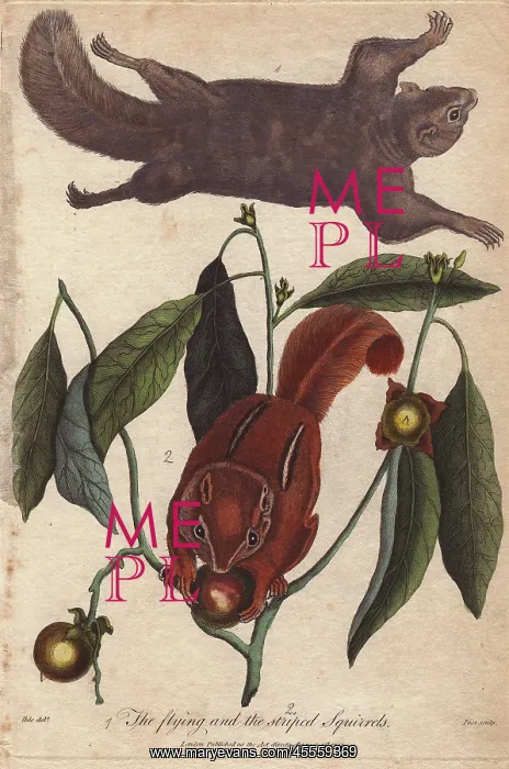 : Flying squirrel and striped squirrel, Glaucomys : Flying squirrel and striped squirrel, Glaucomys