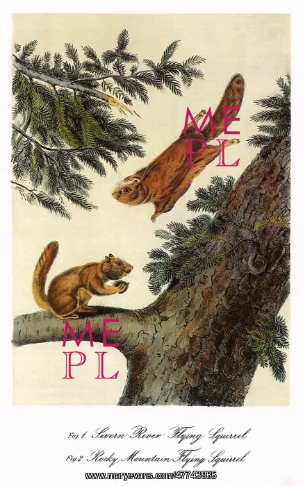  : Flying Squirrels