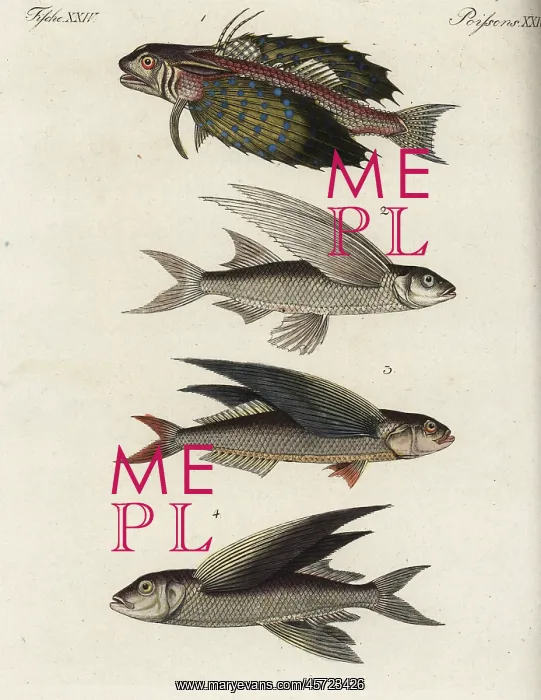 : Flyingfish varieties : Flyingfish varieties
