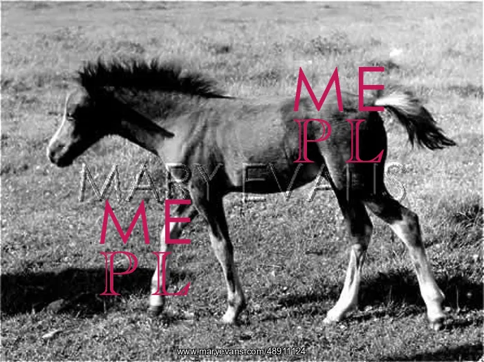  : FOAL IN FIELD