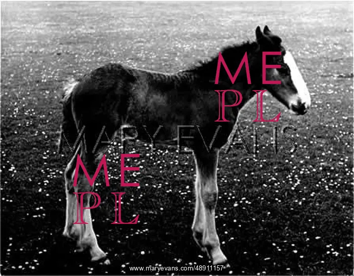 : FOAL IN FIELD : FOAL IN FIELD