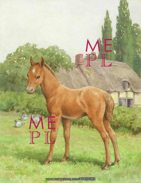 : Foal and hens in meadow with cottage behind : Foal and hens in meadow with cottage behind