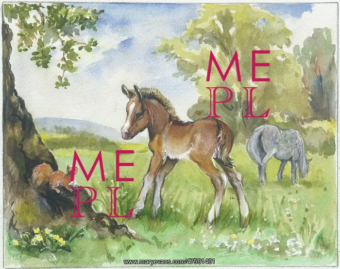 : Foal looking at a red squirrel : Foal looking at a red squirrel