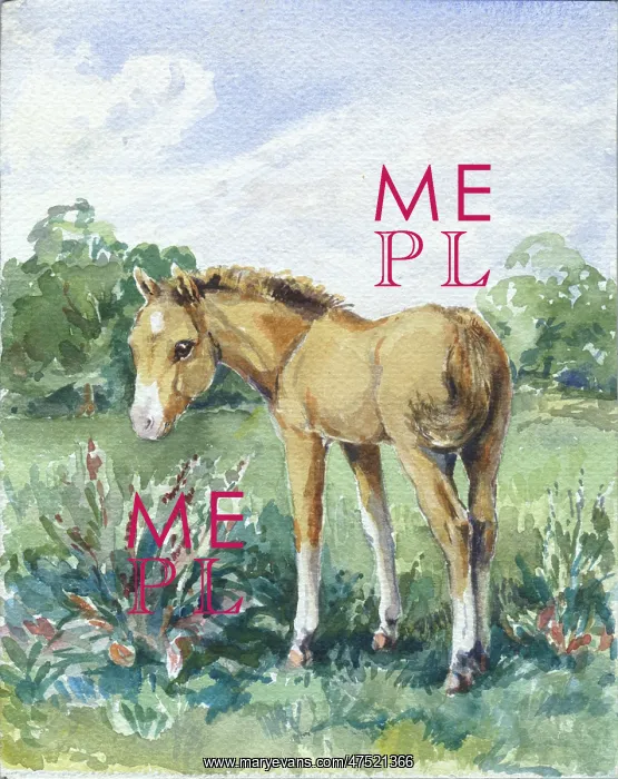  : Foal in a meadow