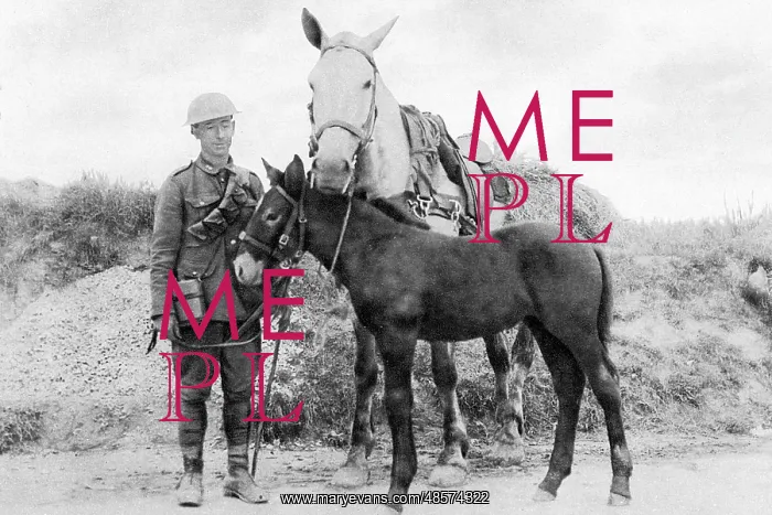 : A foal named Vimy, born during WW1 : A foal named Vimy, born during WW1