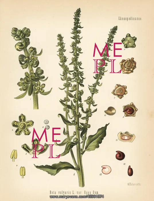 : Fodder beet, Beta vulgaris var. rapa : Fodder beet, Beta vulgaris var. rapa