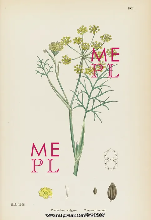  : FOENICULUM VULGARE