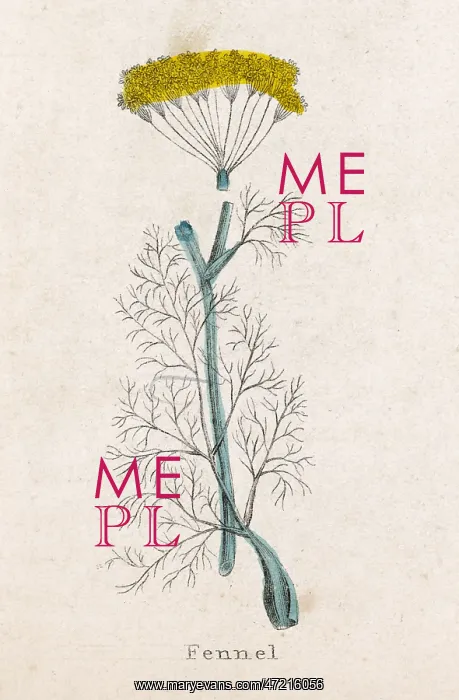  : FOENICULUM VULGARE