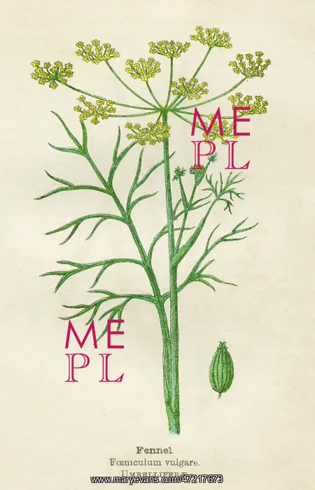  : FOENICULUM VULGARE