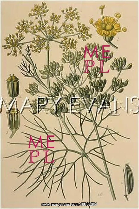 : FOENICULUM VULGARE