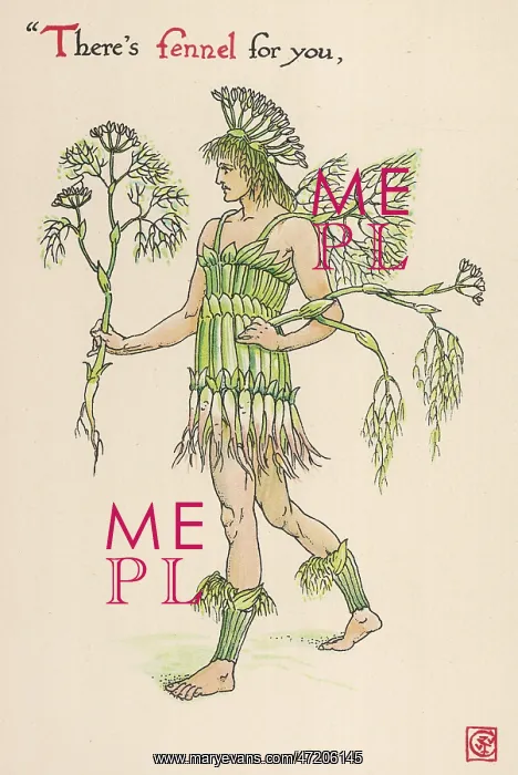  : Foeniculum Vulgaris