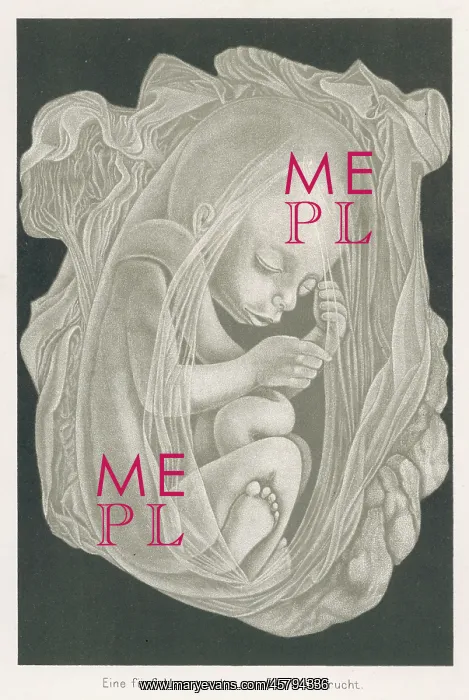 : FOETUS AT 5 MONTHS