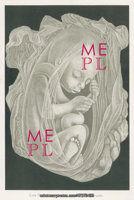  : FOETUS AT 5 MONTHS