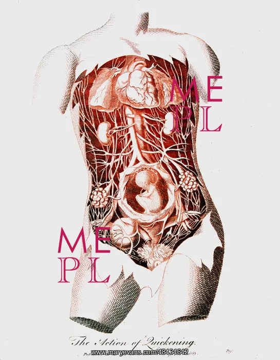 : Foetus in uterus at time of quickening (16-18 : Foetus in uterus at time of quickening (16-18