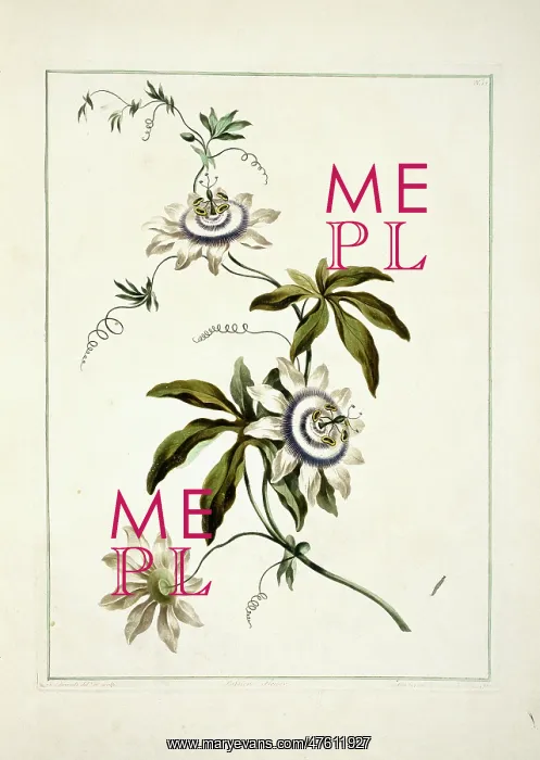 : Folio 11 from A Collection of Flowers by John Edwards : Folio 11 from A Collection of Flowers by John Edwards