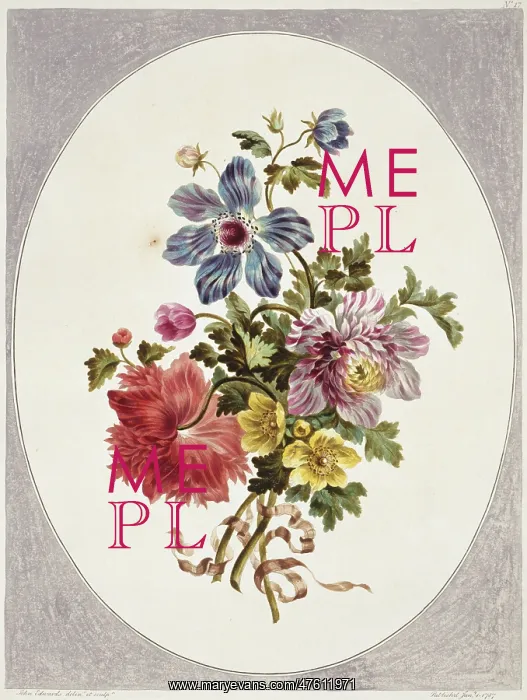 : Folio 17 from A Collection of Flowers by John Edwards : Folio 17 from A Collection of Flowers by John Edwards