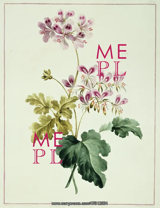 : Folio 19 from A Collection of Flowers by John Edwards : Folio 19 from A Collection of Flowers by John Edwards