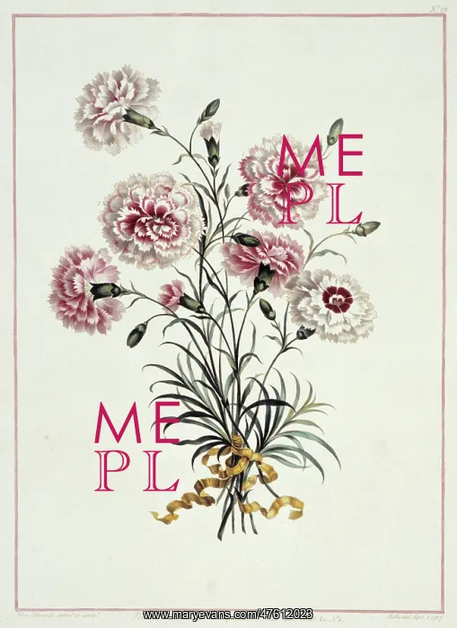 : Folio 23 from A Collection of Flowers by John Edwards : Folio 23 from A Collection of Flowers by John Edwards