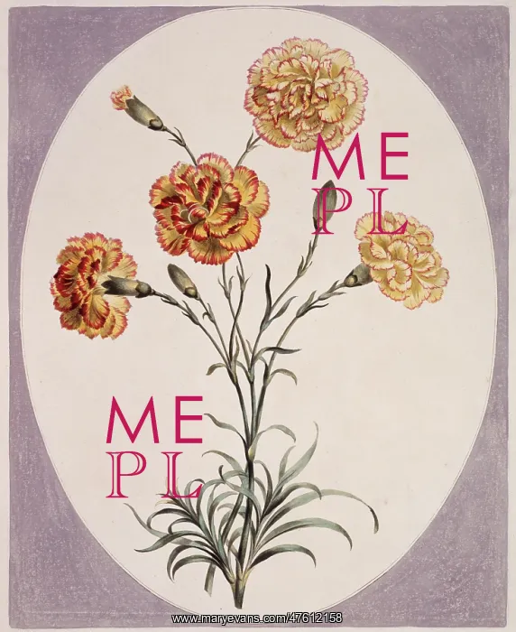 : Folio 38 from A Collection of Flowers by John Edwards : Folio 38 from A Collection of Flowers by John Edwards