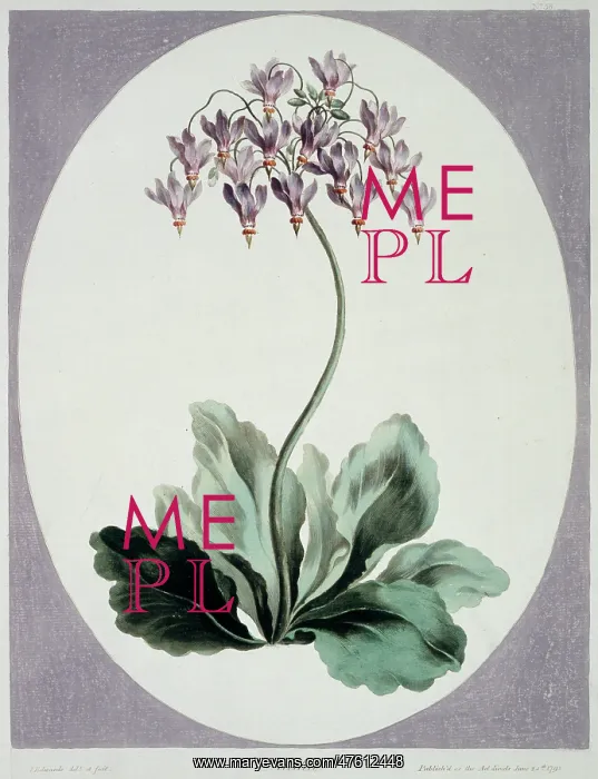: Folio 57 from A Collection of Flowers by John Edwards : Folio 57 from A Collection of Flowers by John Edwards