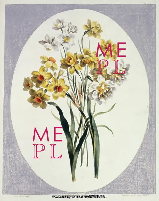 : Folio 65 from A Collection of Flowers by John Edwards : Folio 65 from A Collection of Flowers by John Edwards