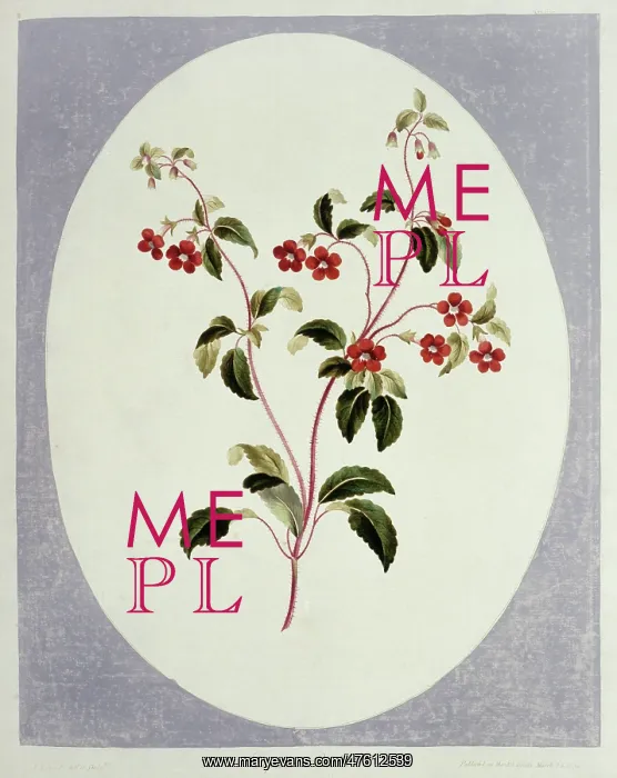 : Folio 66 from A Collection of Flowers by John Edwards : Folio 66 from A Collection of Flowers by John Edwards